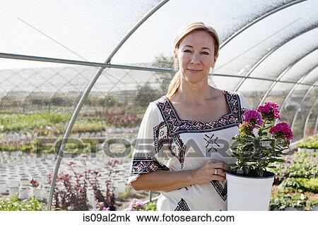 Stock Image - Portrait of mature female customer holding potted plant in plant nursery polytunnel. Fotosearch