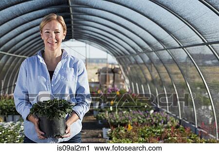 Portrait of mature female worker holding potted plant in plant nursery polytunnel View Large Photo Image Stock Image - Portrait of mature female worker holding potted plant in plant nursery polytunnel. Fotosearch