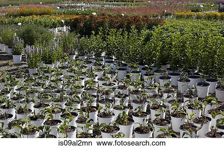 Rows of a variety of potted plants at plant nursery View Large Photo Image Picture - Rows of a variety of potted plants at plant nursery. Fotosearch