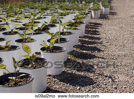 Picture - Rows of potted plants at plant nursery. Fotosearch