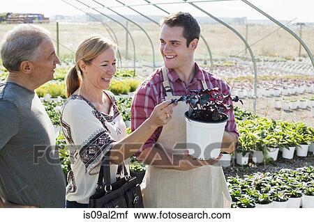 Stock Image - Young male horticulturalist advising customers on potted plant in plant nursery polytunnel. Fotosearch