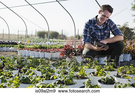 Stock Photo - Young male horticulturalist using touchscreen on digital tablet in plant nursery polytunnel. Fotosearch