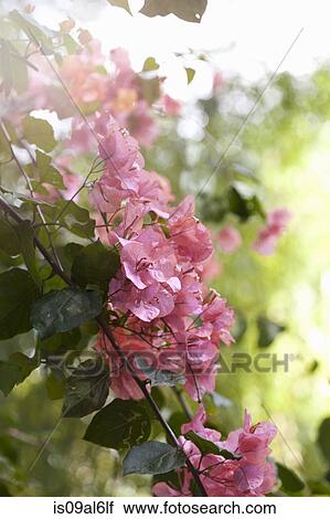 Stock Image - Bougainvillea blooms, vine and thorns, close-up. Fotosearch