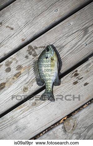 Brim fish on pier, Lake Superior, Gwinn, Michigan, USA View Large Photo Image Stock Photography - Brim fish on pier, Lake Superior, Gwinn, Michigan, USA. Fotosearch