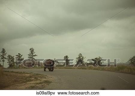 Brown bear strolling on rural road, Rapid City, South Dakota, USA View Large Photo Image Stock Photo - Brown bear strolling on rural road, Rapid City, South Dakota, USA. Fotosearch