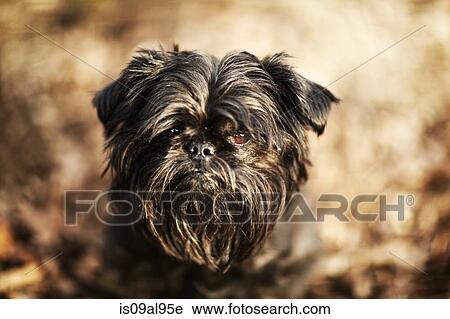 Close up portrait of shaggy brussels griffon dog View Large Photo Image Stock Image - Close up portrait of shaggy brussels griffon dog. Fotosearch