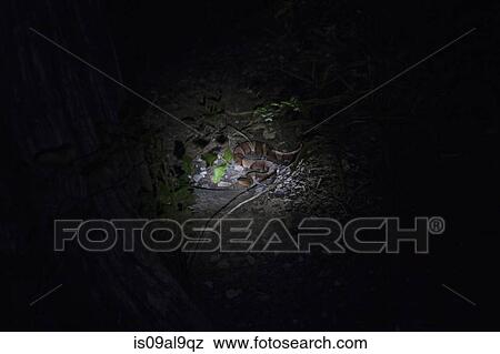 Copperhead snake at night, Wichita Mountains National Wildlife Refuge, Indiahoma, Oklahoma, USA View Large Photo Image Stock Photo - Copperhead snake at night, Wichita Mountains National Wildlife Refuge, Indiahoma, Oklahoma, USA. Fotosearch