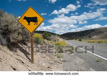 Cow warning sign on highway, Bodie National Park, California, USA View Large Photo Image Stock Photography - Cow warning sign on highway, Bodie National Park, California, USA. Fotosearch