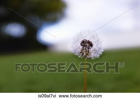 Stock Image - Dandelion. Fotosearch