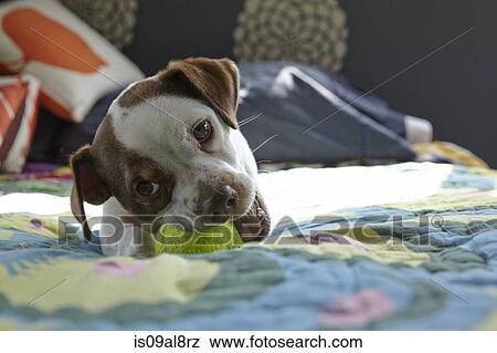Dog playing on bed with tennis ball View Large Photo Image Stock Photo - Dog playing on bed with tennis ball. Fotosearch