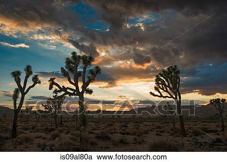 Stock Image - Dusk at Joshua Tree National Park, California, US. Fotosearch