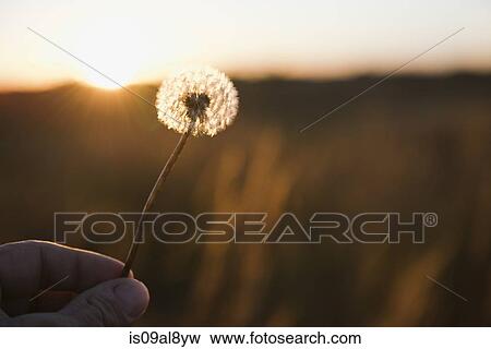Farmers hand holding up dandelion clock at sunset, Missouri, USA View Large Photo Image Stock Photo - Farmers hand holding up dandelion clock at sunset, Missouri, USA. Fotosearch