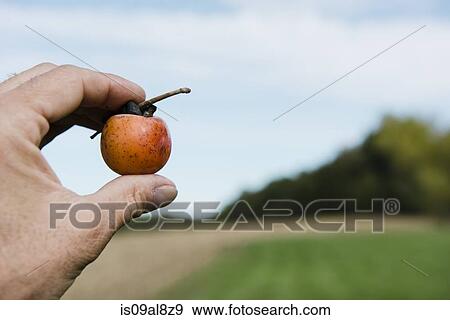 Farmers hand holding up persimmon fruit, Missouri, USA View Large Photo Image Stock Photo - Farmers hand holding up persimmon fruit, Missouri, USA. Fotosearch