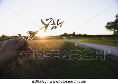 Farmers hand holding up soy bean plant at sunset, Missouri, USA View Large Photo Image Stock Photograph - Farmers hand holding up soy bean plant at sunset, Missouri, USA. Fotosearch