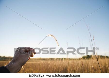 Farmers hand holding up stem of wheat, Missouri, USA View Large Photo Image Stock Photo - Farmers hand holding up stem of wheat, Missouri, USA. Fotosearch