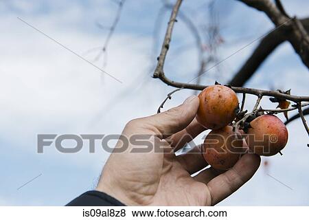 Stock Photo - Farmers hand picking persimmon fruit, Missouri, USA. Fotosearch