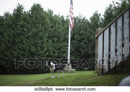 Guard dog and American flag in garden, Canton, North Carolina, USA View Large Photo Image Stock Image - Guard dog and American flag in garden, Canton, North Carolina, USA. Fotosearch