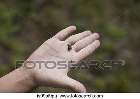 Hand of teenage boy holding tiny toad on pier, Lake Superior, Gwinn, Michigan, USA View Large Photo Image Stock Photograph - Hand of teenage boy holding tiny toad on pier, Lake Superior, Gwinn, Michigan, USA. Fotosearch