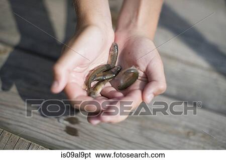 Hands of teenage boy holding bait fish on pier, Lake Superior, Gwinn, Michigan, USA View Large Photo Image Stock Photograph - Hands of teenage boy holding bait fish on pier, Lake Superior, Gwinn, Michigan, USA. Fotosearch