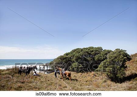 Horse riders taking break, Pakiri Beach, Auckland, New Zealand View Large Photo Image Picture - Horse riders taking break, Pakiri Beach, Auckland, New Zealand. Fotosearch