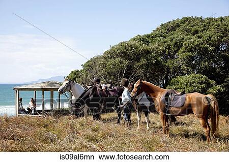 Horse riding, Pakiri Beach, Auckland, New Zealand View Large Photo Image Picture - Horse riding, Pakiri Beach, Auckland, New Zealand. Fotosearch
