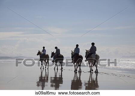 Horse riding, Pakiri Beach, Auckland, New Zealand View Large Photo Image Stock Photograph - Horse riding, Pakiri Beach, Auckland, New Zealand. Fotosearch
