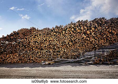 Stock Image - Large stack of logged timber in timber yard. Fotosearch