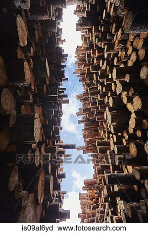 Low angle view of stacked timber in timber yard View Large Photo Image Stock Image - Low angle view of stacked timber in timber yard. Fotosearch
