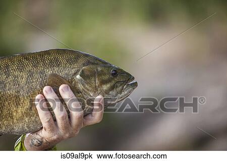 Mans hand holding up smallmouth bass fish, Lake Superior, Au Train Bay, Michigan, USA View Large Photo Image Stock Image - Mans hand holding up smallmouth bass fish, Lake Superior, Au Train Bay, Michigan, USA. Fotosearch