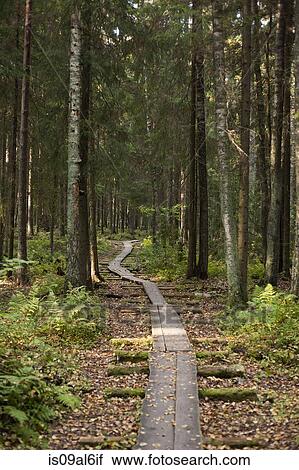 Pathway through forest, Helsinki, Finland View Large Photo Image Stock Image - Pathway through forest, Helsinki, Finland. Fotosearch