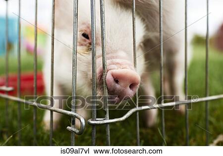 Pig in cage View Large Photo Image Stock Image - Pig in cage. Fotosearch