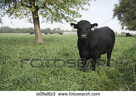 Portrait of a black cow in field, Missouri, USA View Large Photo Image Stock Image - Portrait of a black cow in field, Missouri, USA. Fotosearch