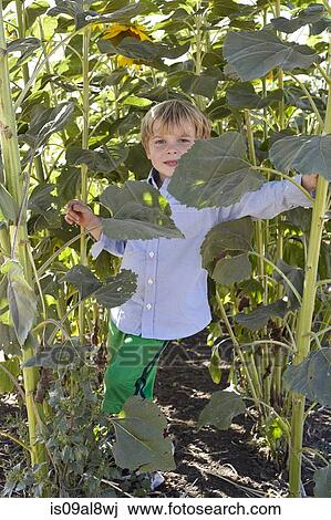 Portrait of smiling boy in sunflower field View Large Photo Image Stock Image - Portrait of smiling boy in sunflower field. Fotosearch