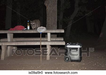 Raccoon on picnic table at night, Wichita Mountains National Wildlife Refuge, Indiahoma, Oklahoma, USA View Large Photo Image Stock Image - Raccoon on picnic table at night, Wichita Mountains National Wildlife Refuge, Indiahoma, Oklahoma, USA. Fotosearch