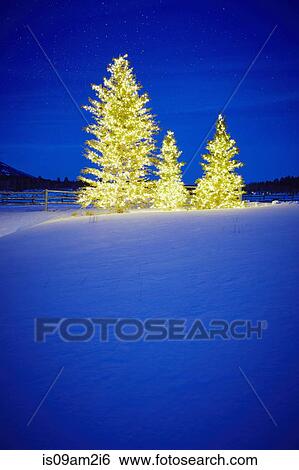 christmas lights in trees