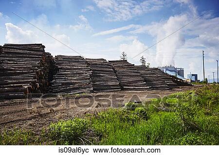 Rows of stacked logged timber in timber yard View Large Photo Image Stock Image - Rows of stacked logged timber in timber yard. Fotosearch