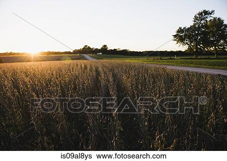 Rural road and soy bean fields at sunset, Missouri, USA View Large Photo Image Stock Photograph - Rural road and soy bean fields at sunset, Missouri, USA. Fotosearch