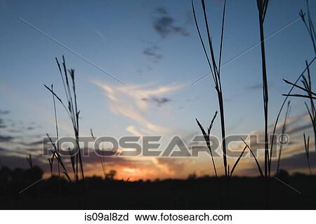 Silhouetted long grasses at sunset View Large Photo Image Stock Image - Silhouetted long grasses at sunset. Fotosearch