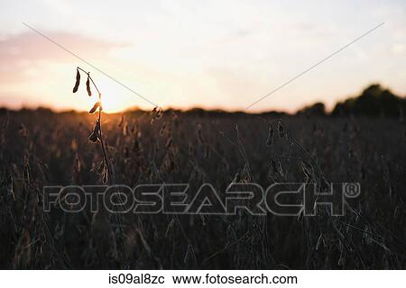 Silhouetted soy bean field at sunset, Missouri, USA View Large Photo Image Stock Image - Silhouetted soy bean field at sunset, Missouri, USA. Fotosearch