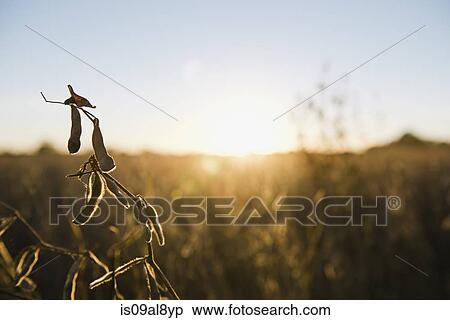 Soy bean field at sunset, Missouri, USA View Large Photo Image Stock Photography - Soy bean field at sunset, Missouri, USA. Fotosearch