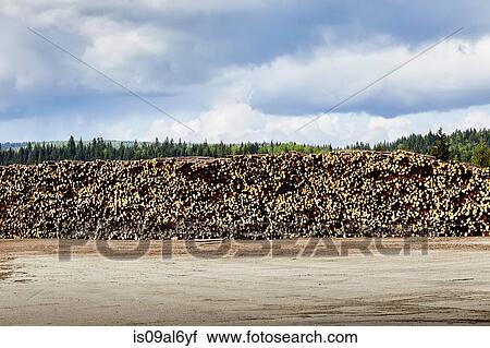 Stacked logged timber in timber yard View Large Photo Image Stock Image - Stacked logged timber in timber yard. Fotosearch