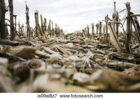 Surface level view of dried stalks in harvested field View Large Photo Image Stock Photo - Surface level view of dried stalks in harvested field. Fotosearch