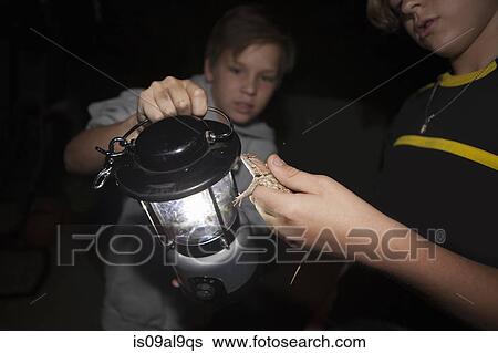 Stock Photograph - Two brothers holding Clark's Spiny Lizard at night, Tucson, Arizona, USA. Fotosearch