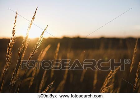 Wheat field at sunset, Missouri, USA View Large Photo Image Stock Photo - Wheat field at sunset, Missouri, USA. Fotosearch