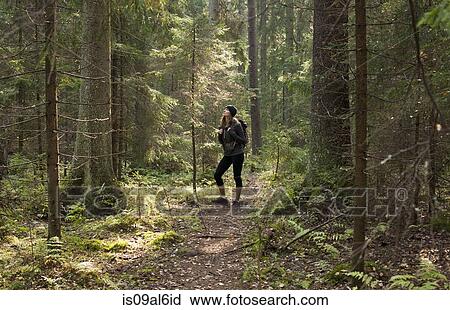 Woman trekking through forest, Helsinki, Finland View Large Photo Image Stock Image - Woman trekking through forest, Helsinki, Finland. Fotosearch