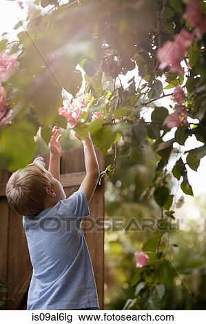 Stock Image - Young boy in garden, reaching up to touch flowers, rear view. Fotosearch