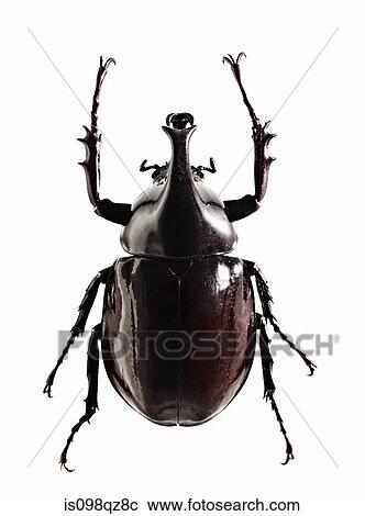 A shiny black beetle View Large Photo Image Stock Image - A shiny black beetle. Fotosearch