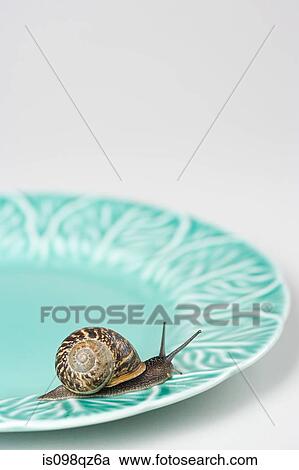 A snail on a plate View Large Photo Image Stock Image - A snail on a plate. Fotosearch