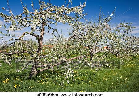 Apple blossom on trees in field View Large Photo Image Picture - Apple blossom on trees in field. Fotosearch