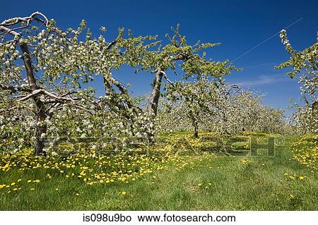 Apple blossom on trees in field View Large Photo Image Picture - Apple blossom on trees in field. Fotosearch